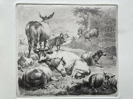 F. Brauer n. Nicolaes Berchem Pferd Kuh Schaf Esel Ziege cow donkey vache sheep 