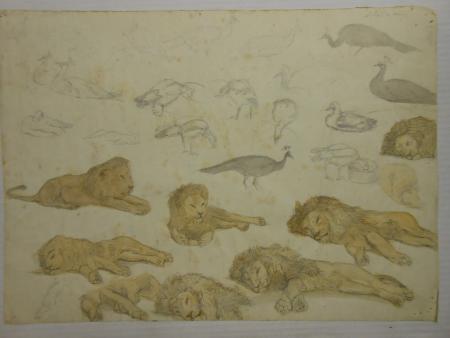 ARA PAPAGEI Parrot Perroquet LÖWE Pfau Ente Gans ARTHUR HEUMANN  Rudolstadt