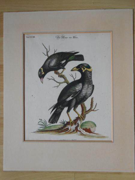 MINO Minor Sturnus Indicus Star Johann Michael SELIGMANN Nürnberg Fleischmann