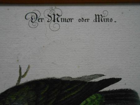 MINO Minor Sturnus Indicus Star Johann Michael SELIGMANN Nürnberg Fleischmann