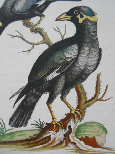 MINO Minor Sturnus Indicus Star Johann Michael SELIGMANN Nürnberg Fleischmann